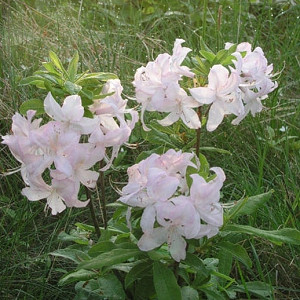 Rhododendron 'White Lights','White Lights' Rhododendron, 'White Lights' Azalea, Late Midseason Azalea, Deciduous Azalea, White Azalea, White Rhododendron, White Flowering Shrub